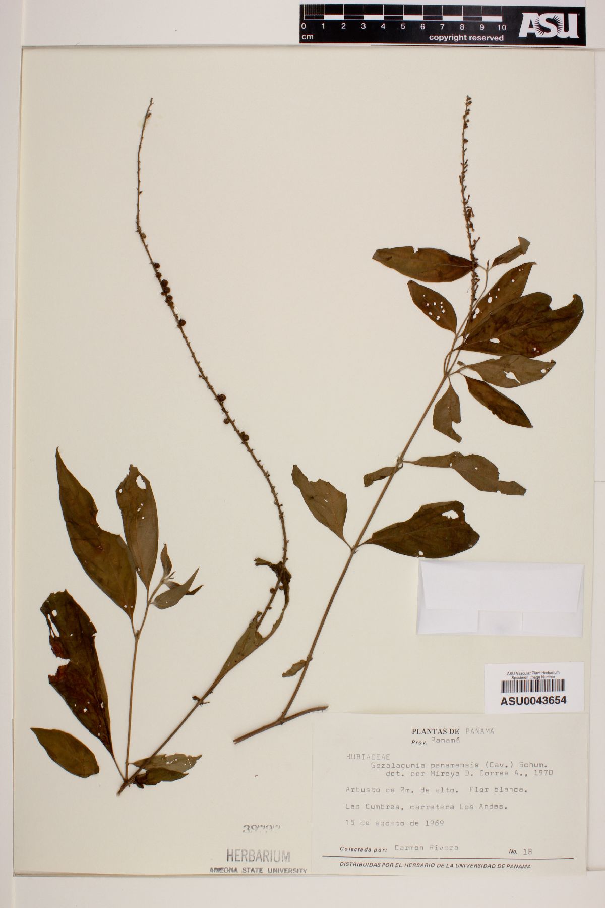 Gonzalagunia panamensis image