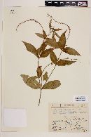Gonzalagunia cornifolia image