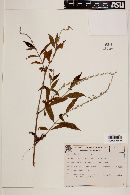 Gonzalagunia dicocca image