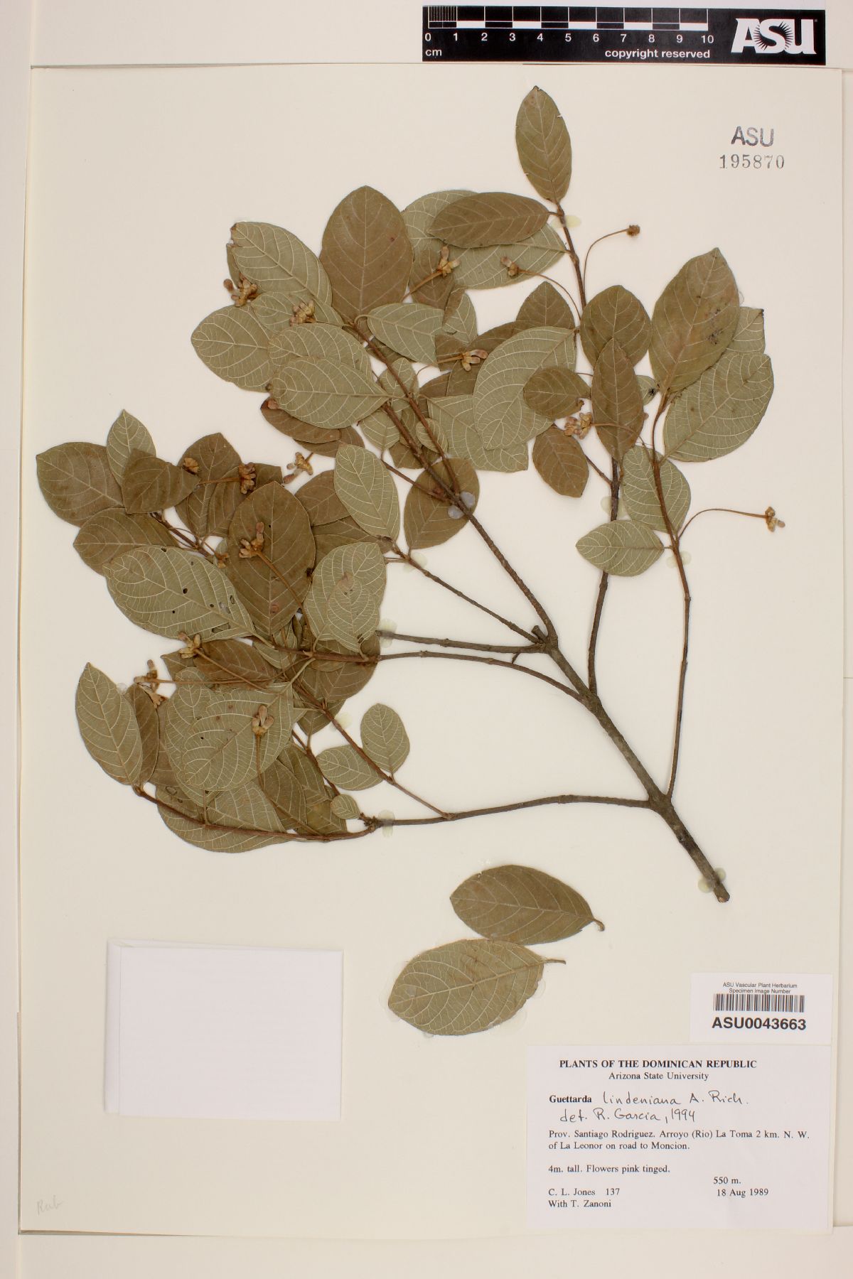 Guettarda lindeniana image