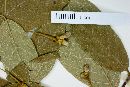 Guettarda lindeniana image