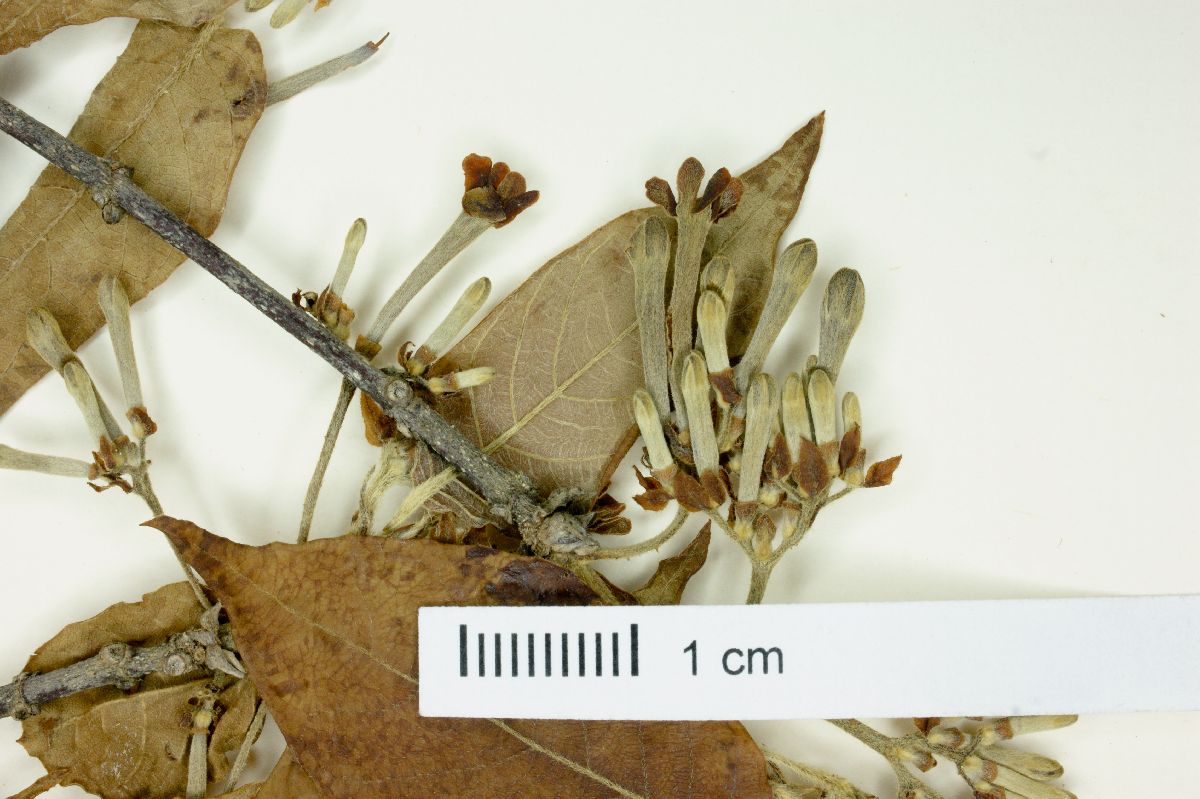 Guettarda macrosperma image