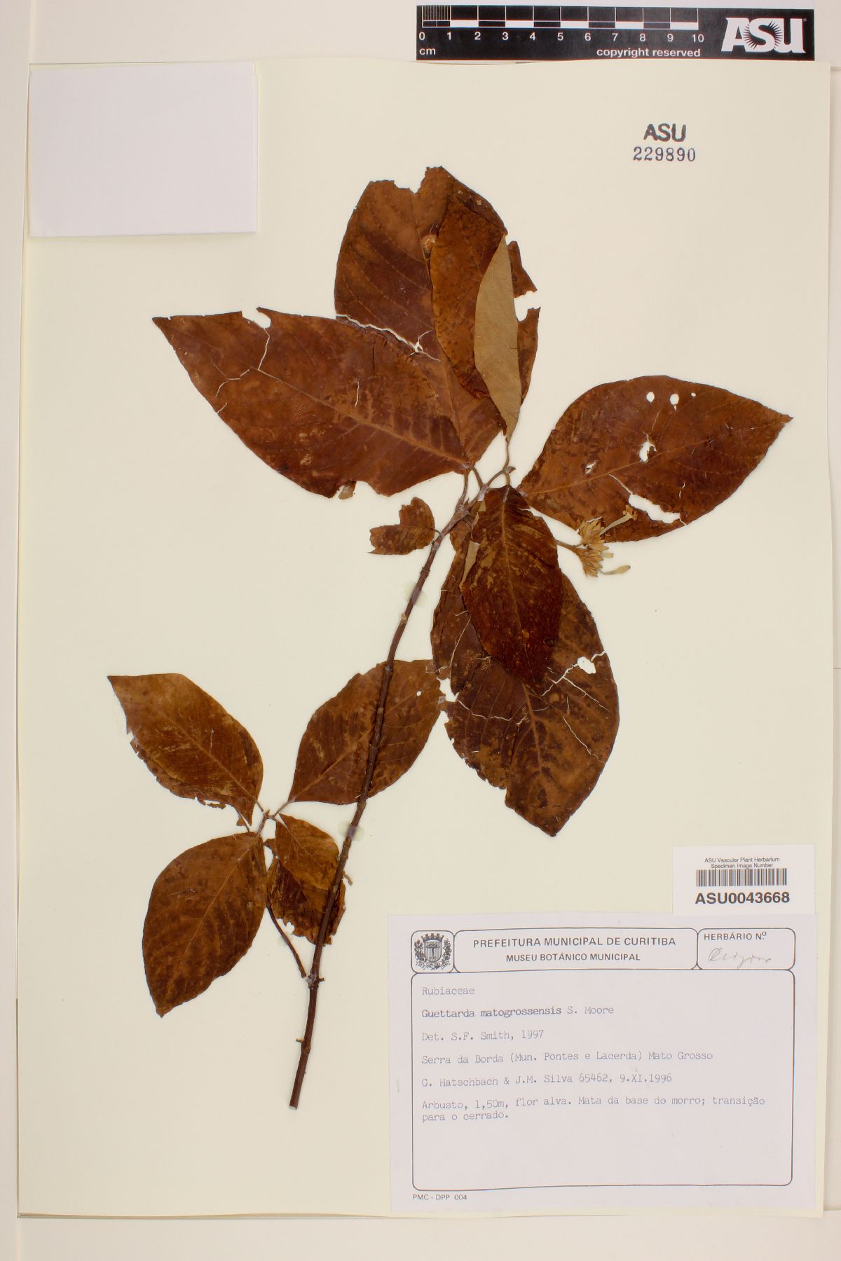 Guettarda mattogrossensis image