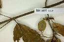 Guettarda mattogrossensis image