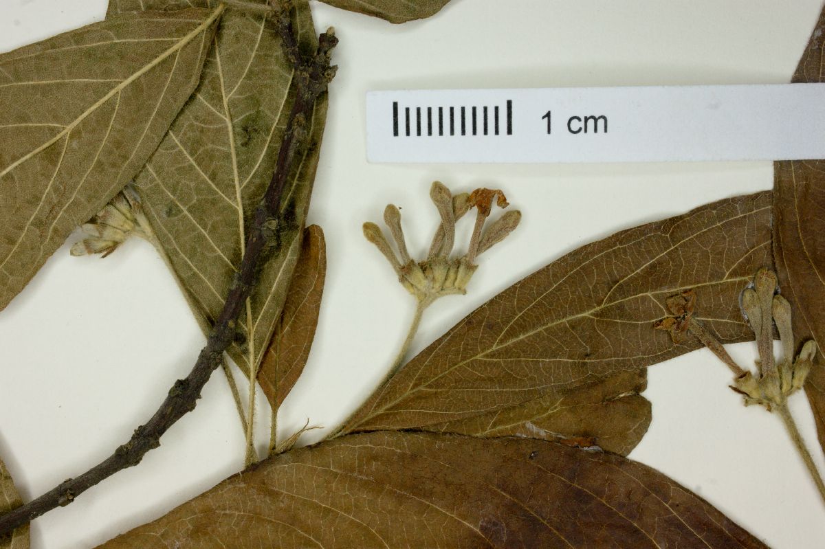 Guettarda uruguensis image