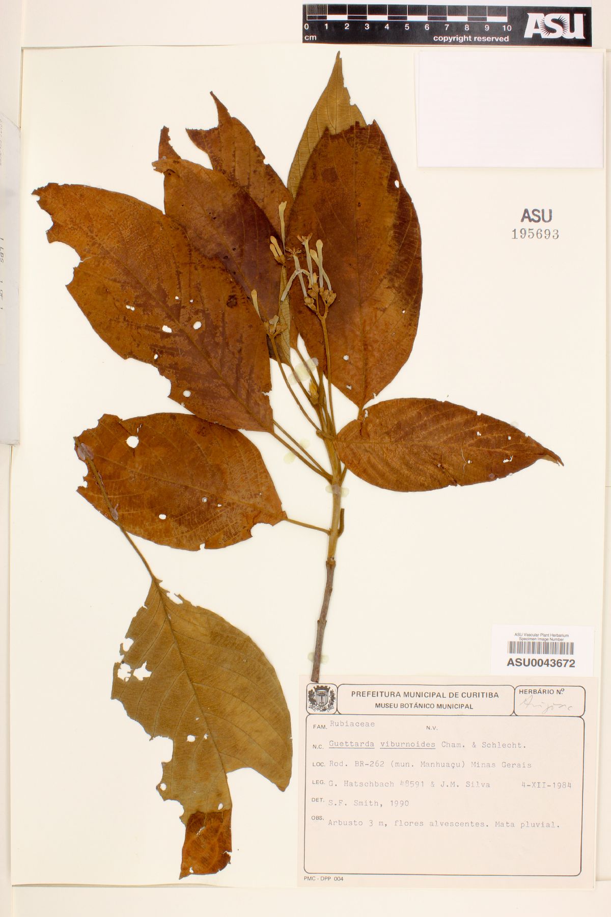 Guettarda viburnoides image