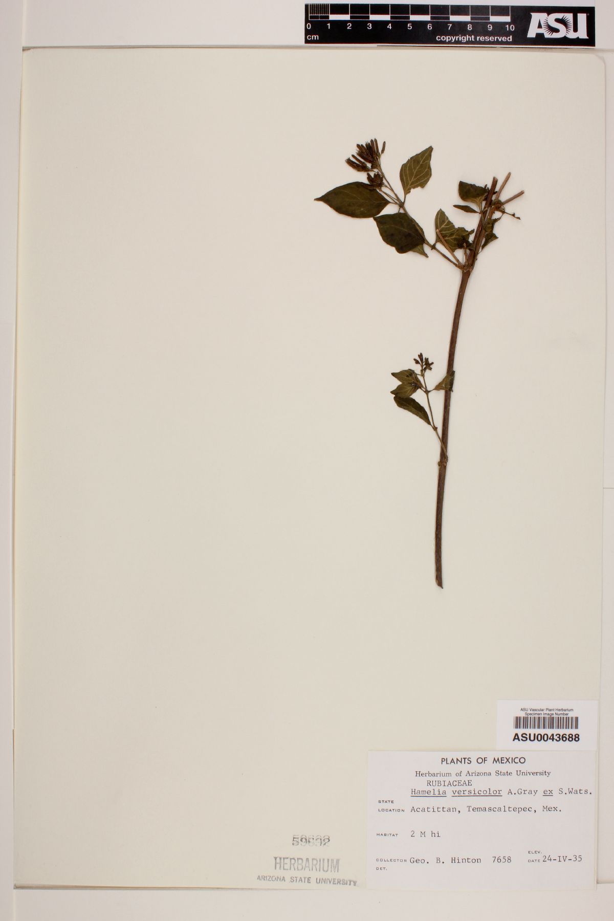 Hamelia versicolor image