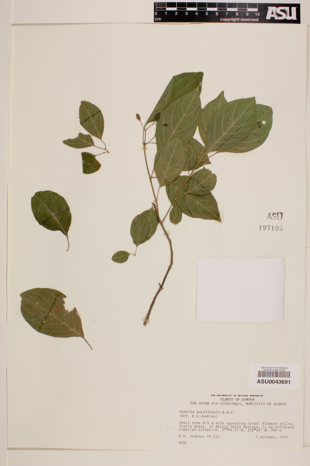 Hamelia xorullensis image