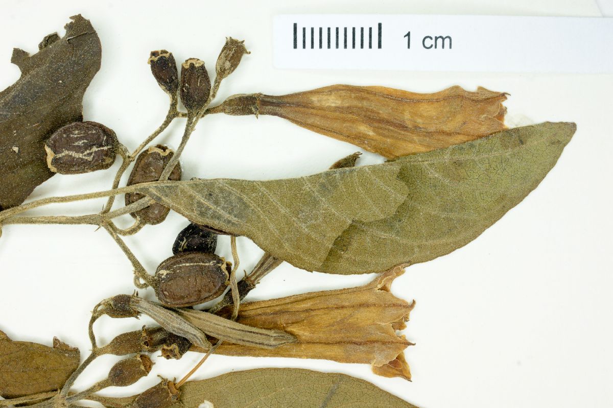 Hamelia xorullensis image