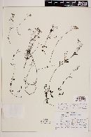 Hedyotis reinwardtii image