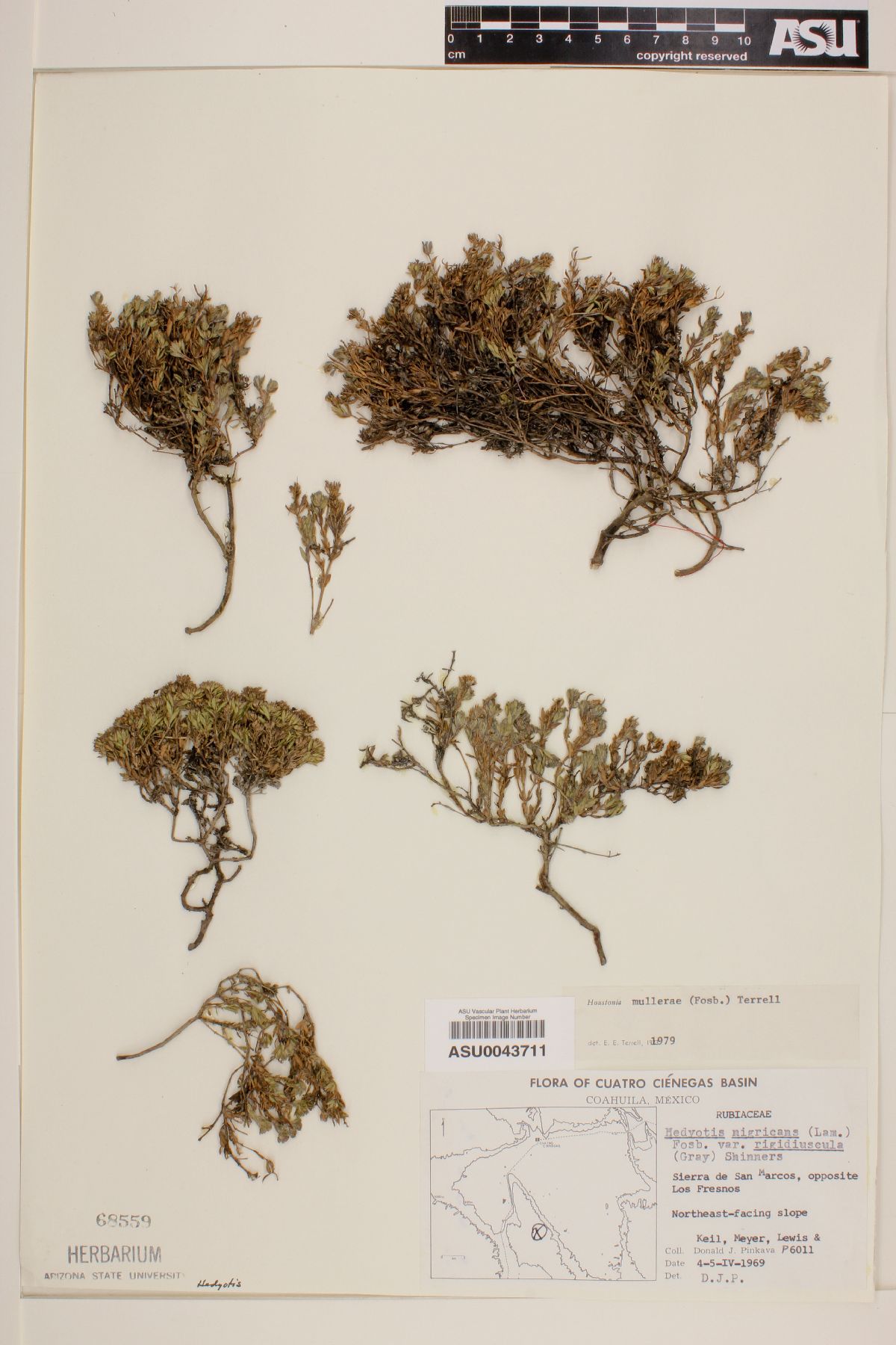 Houstonia mullerae image