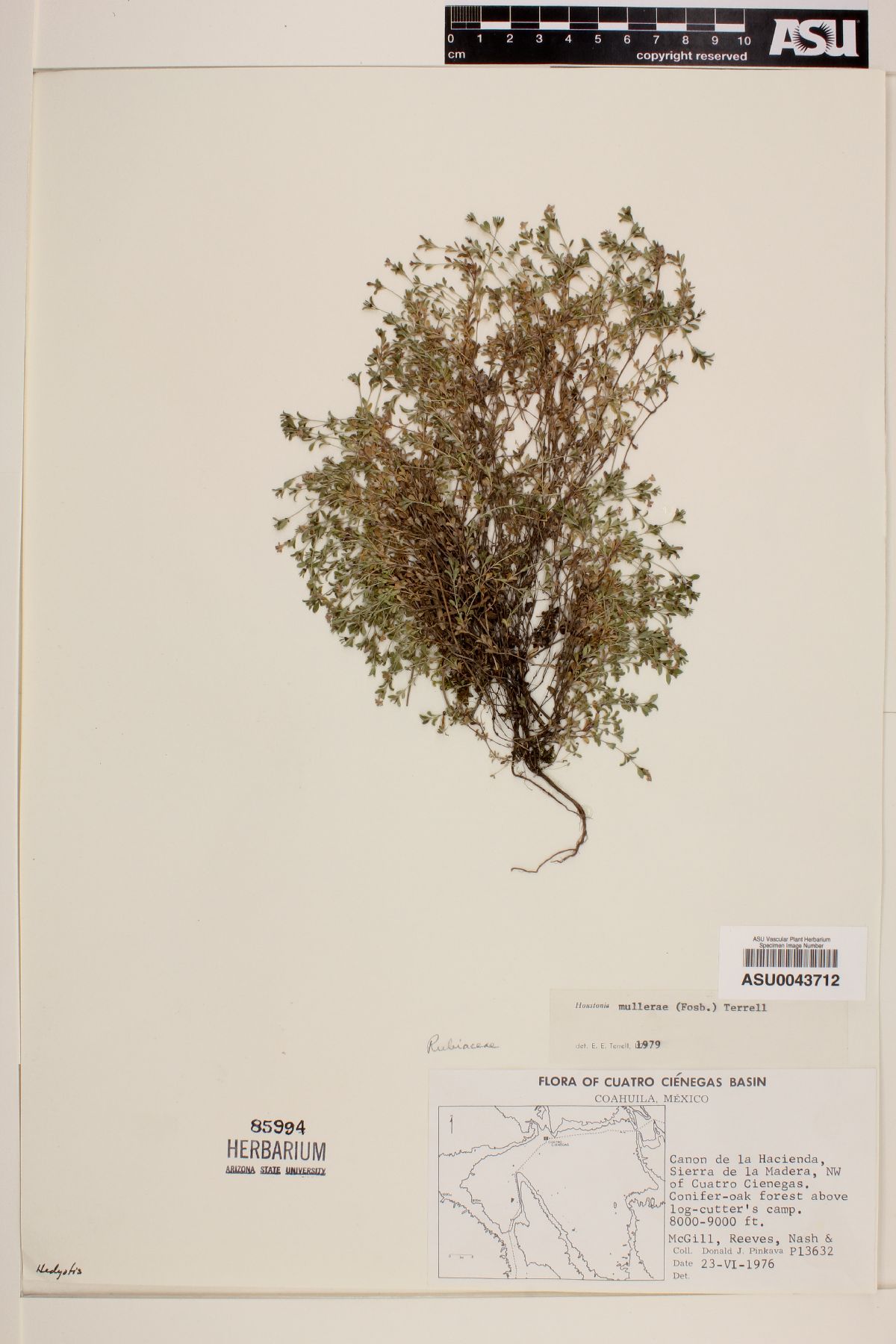 Houstonia mullerae image