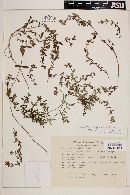 Image of Houstonia sharpii