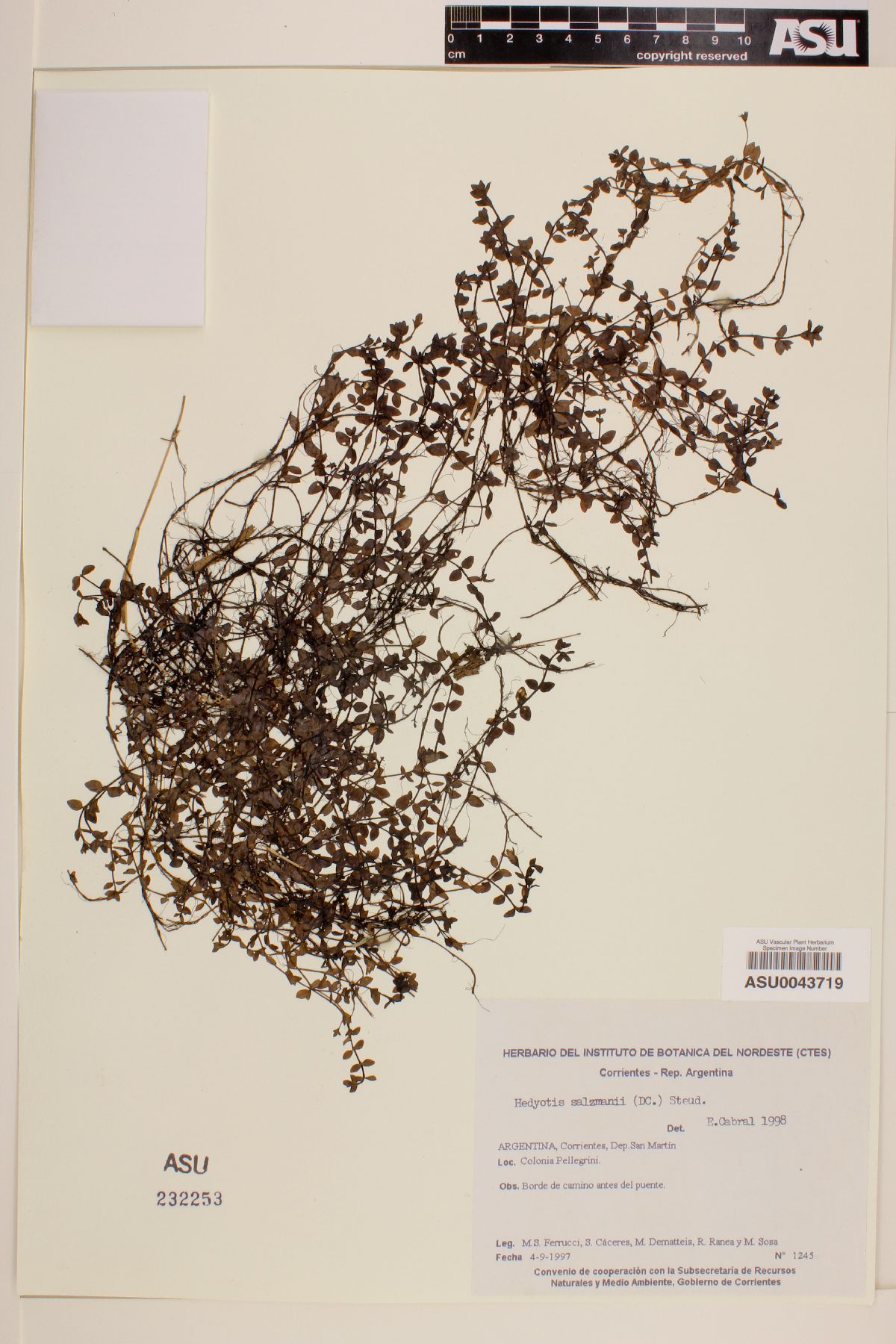 Hedyotis salzmannii image