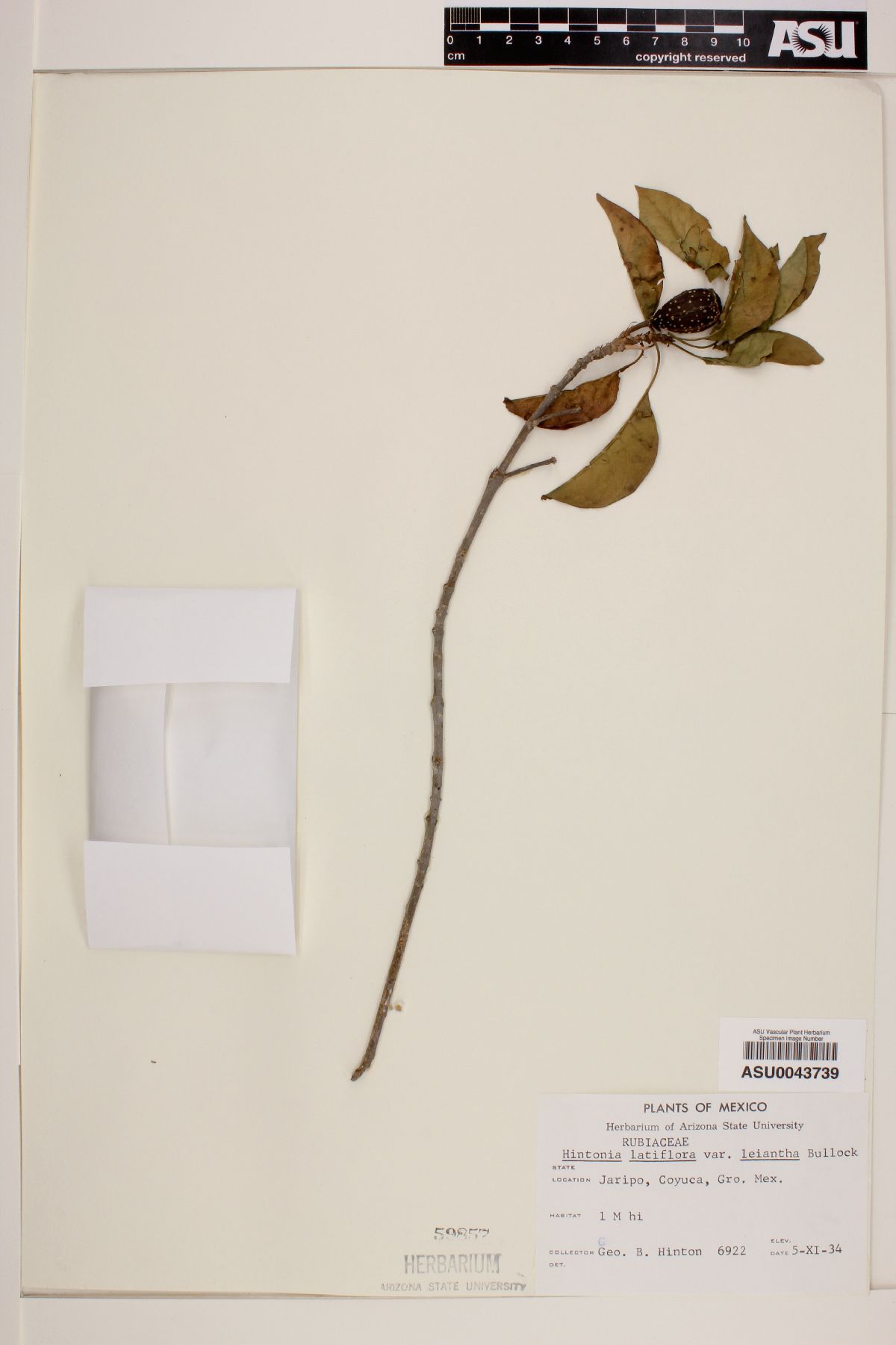 Hintonia latiflora var. leiantha image