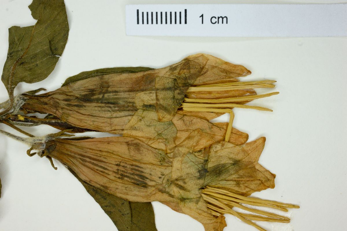 Hintonia standleyana image