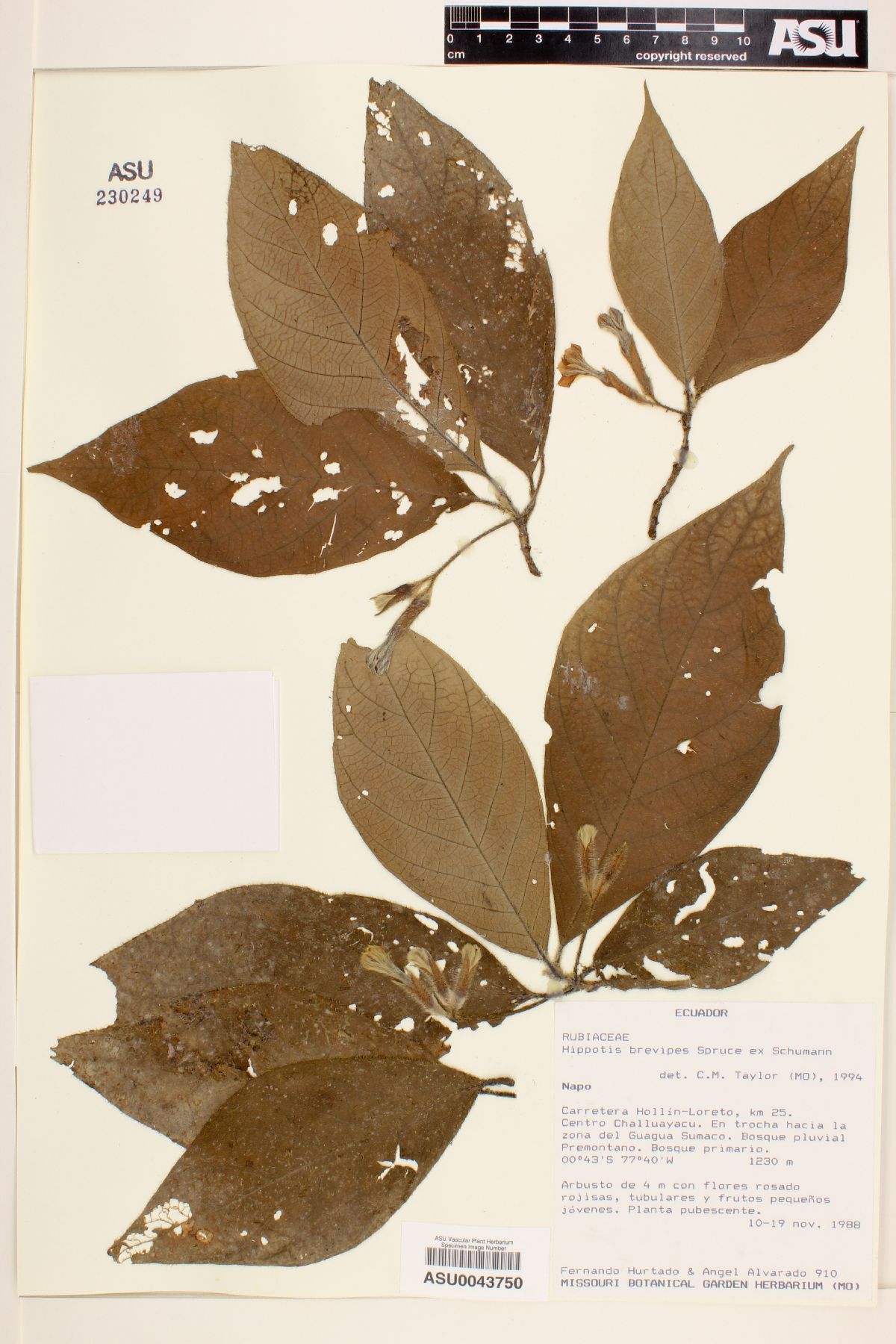 Hippotis image