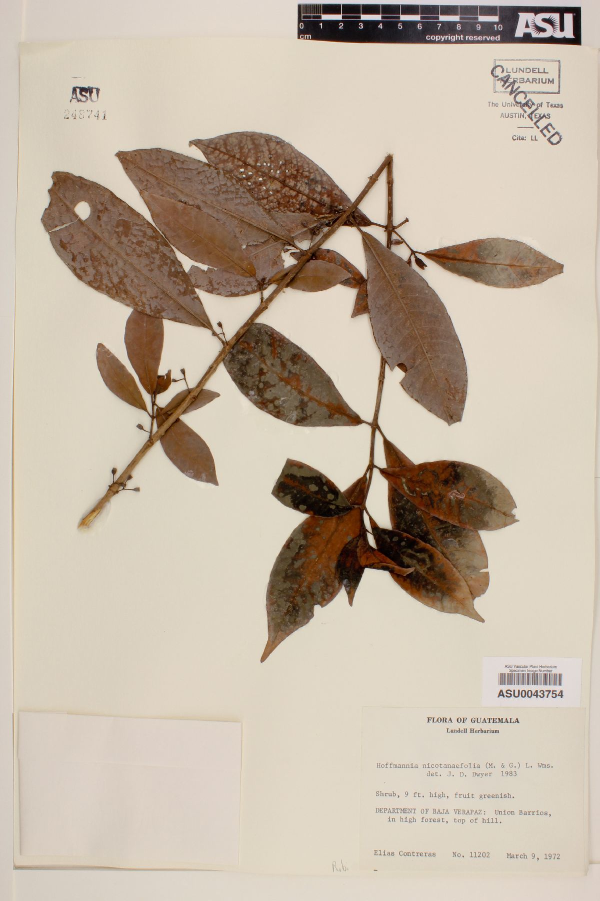 Hoffmannia nicotanaefolia image