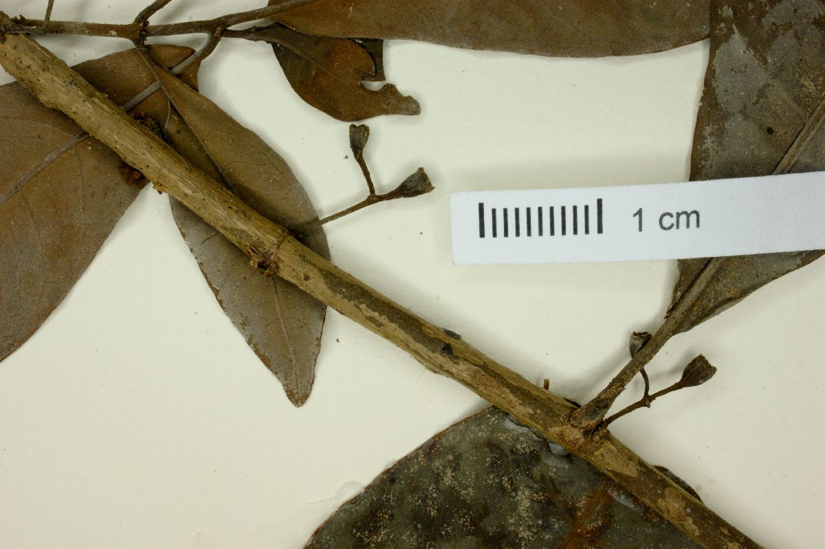 Hoffmannia nicotanaefolia image