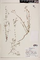 Houstonia asperuloides image