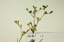 Houstonia asperuloides image