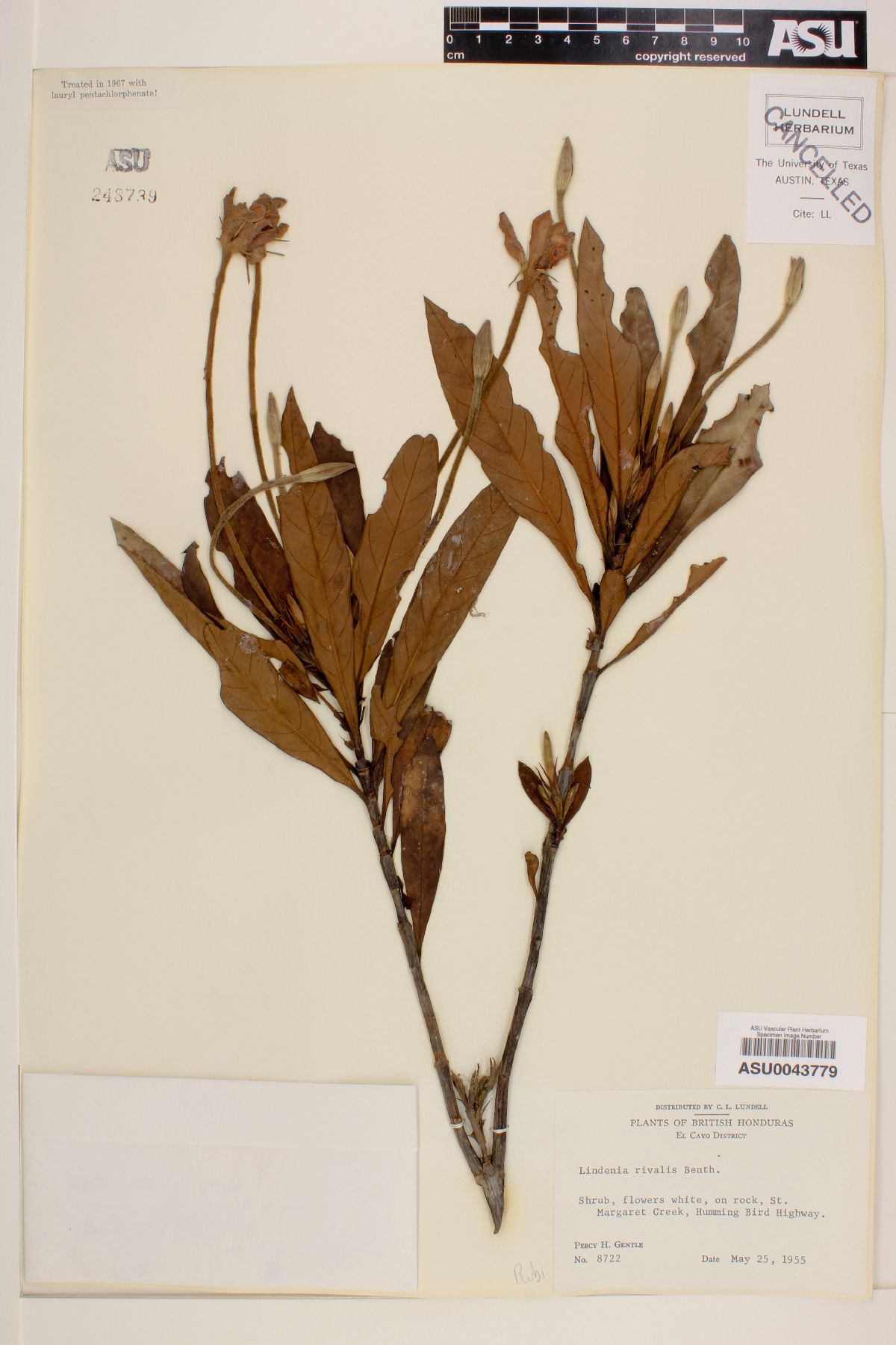 Lindenia rivalis image