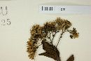 Machaonia lindeniana image