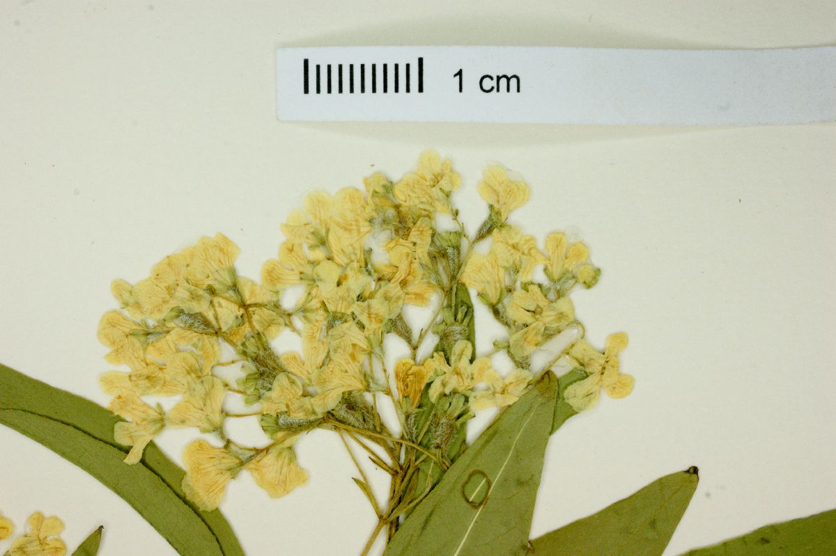 Machaonia image