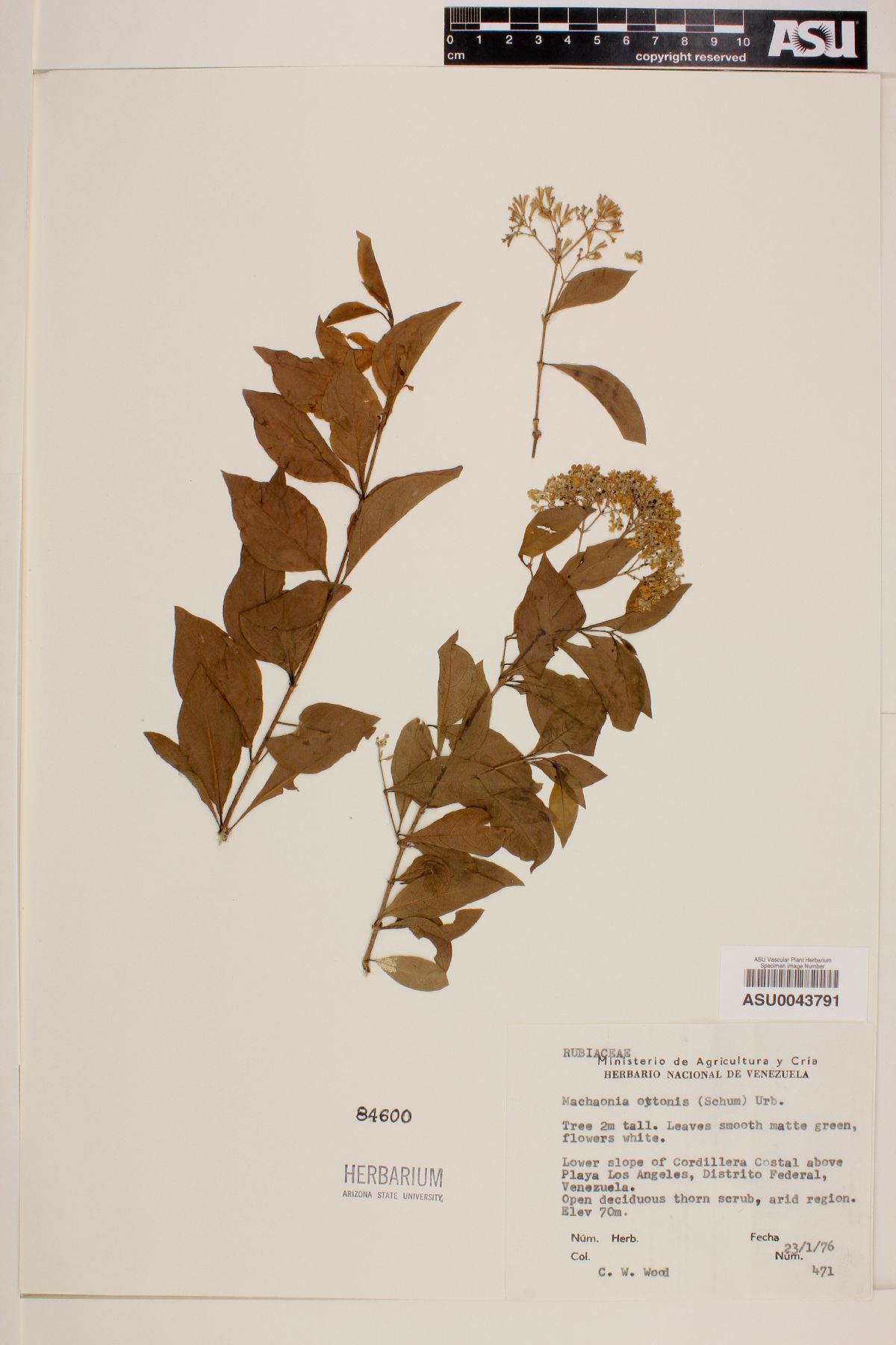 Machaonia ottonis image
