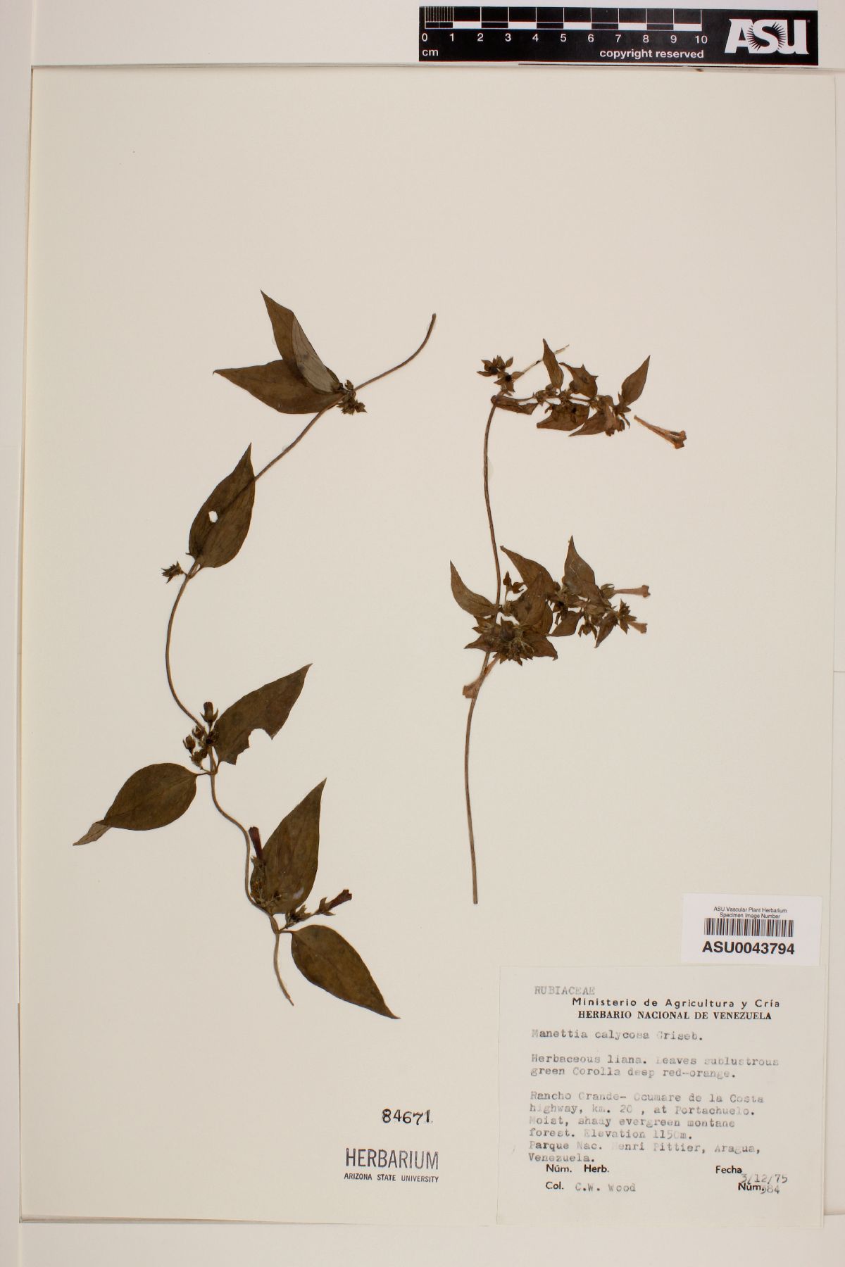 Manettia calycosa image