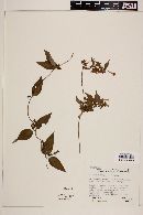 Manettia calycosa image