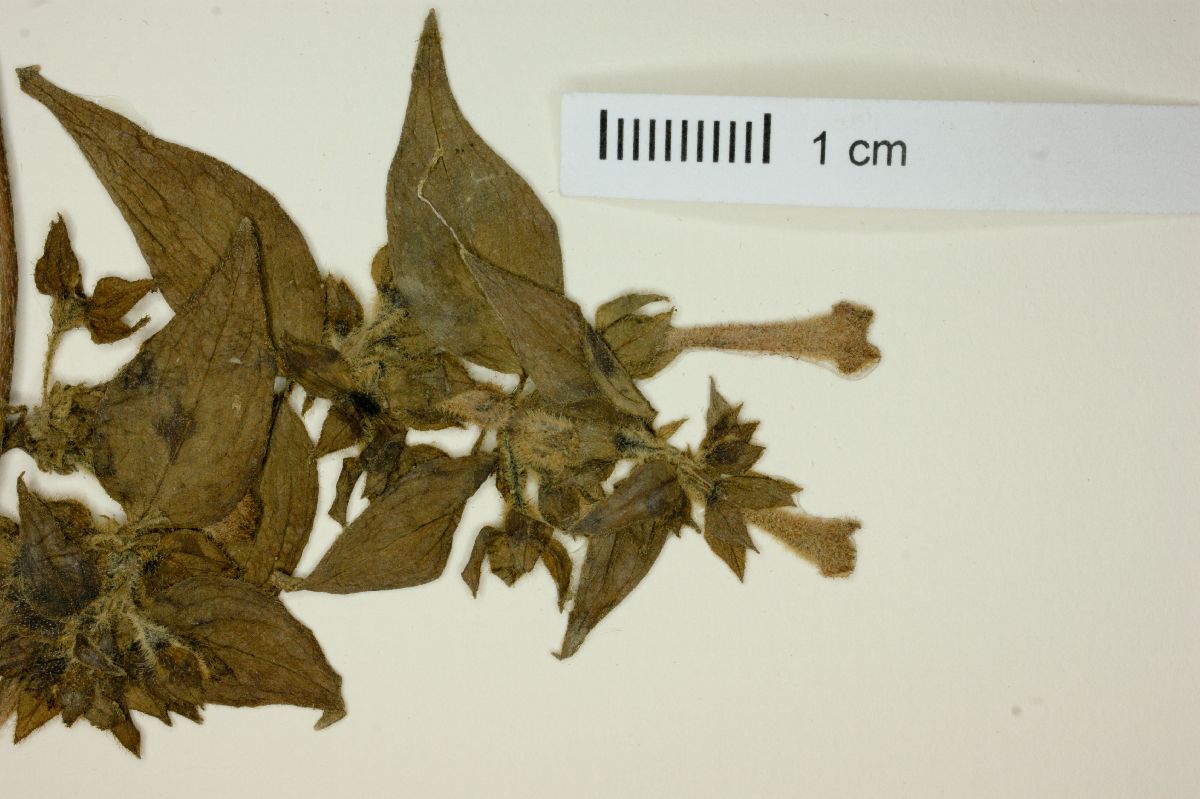 Manettia calycosa image