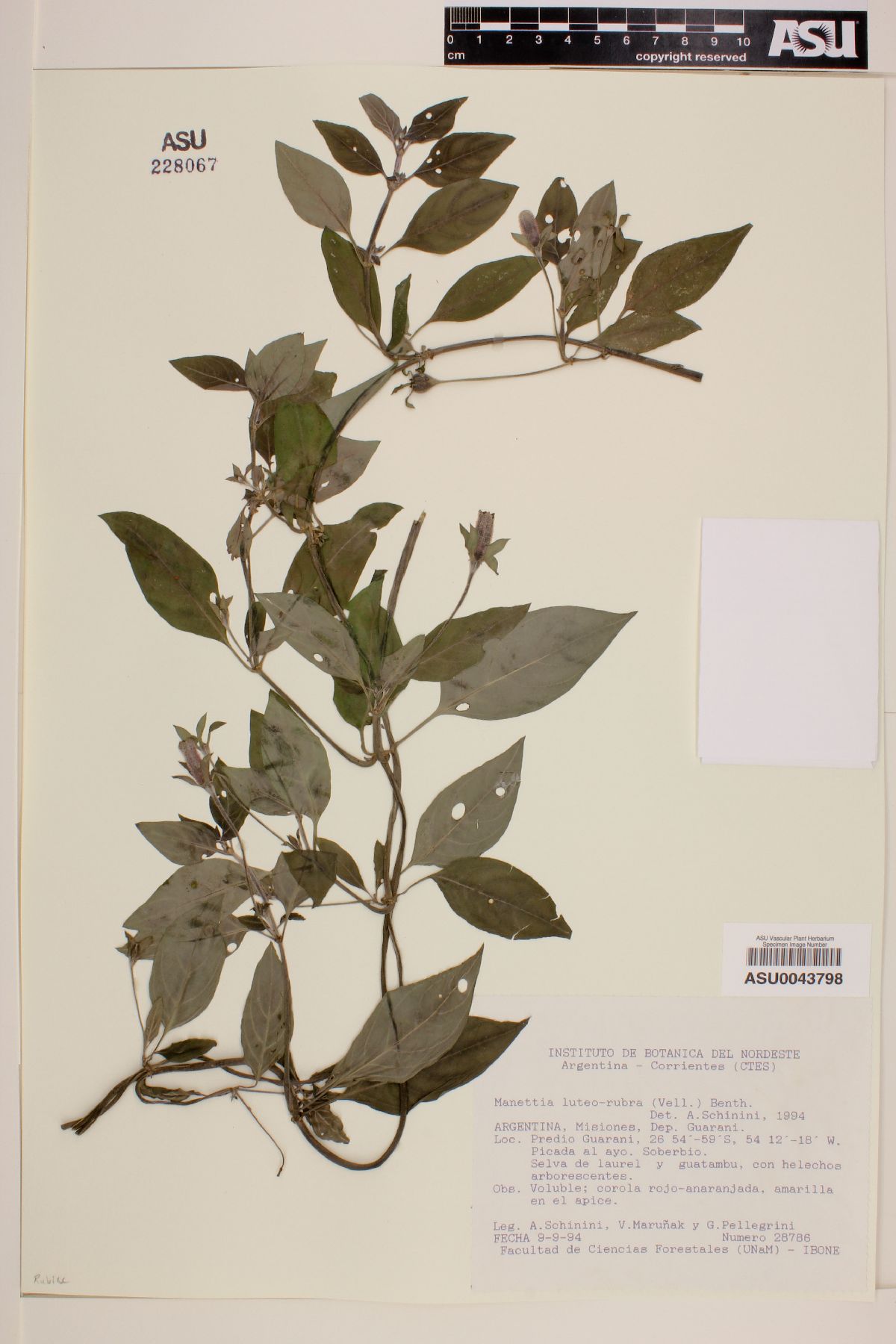 Manettia luteo-rubra image