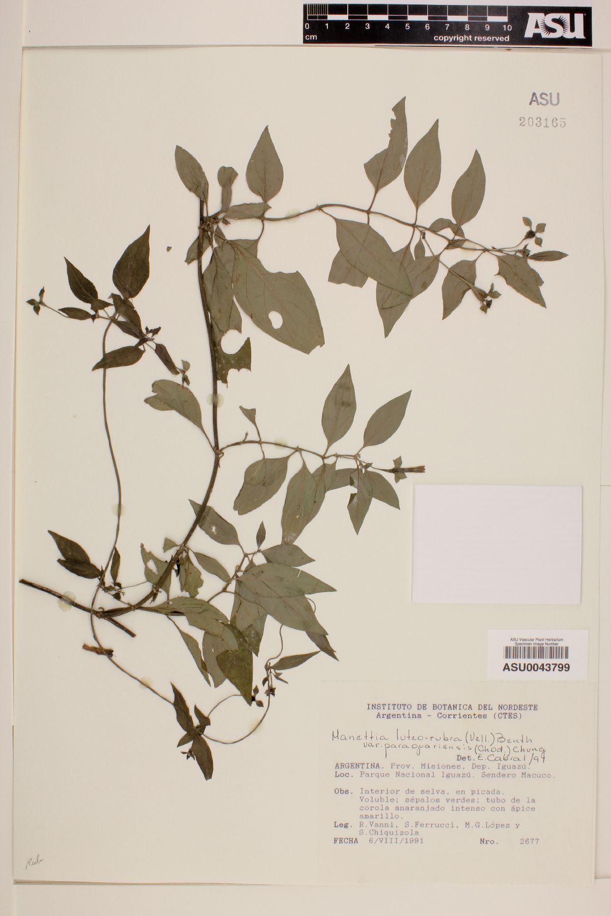 Manettia paraguariensis image