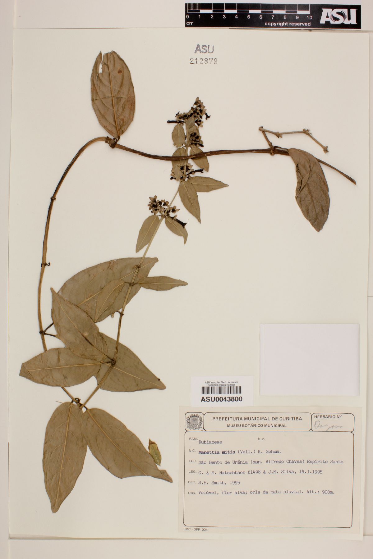 Manettia mitis image