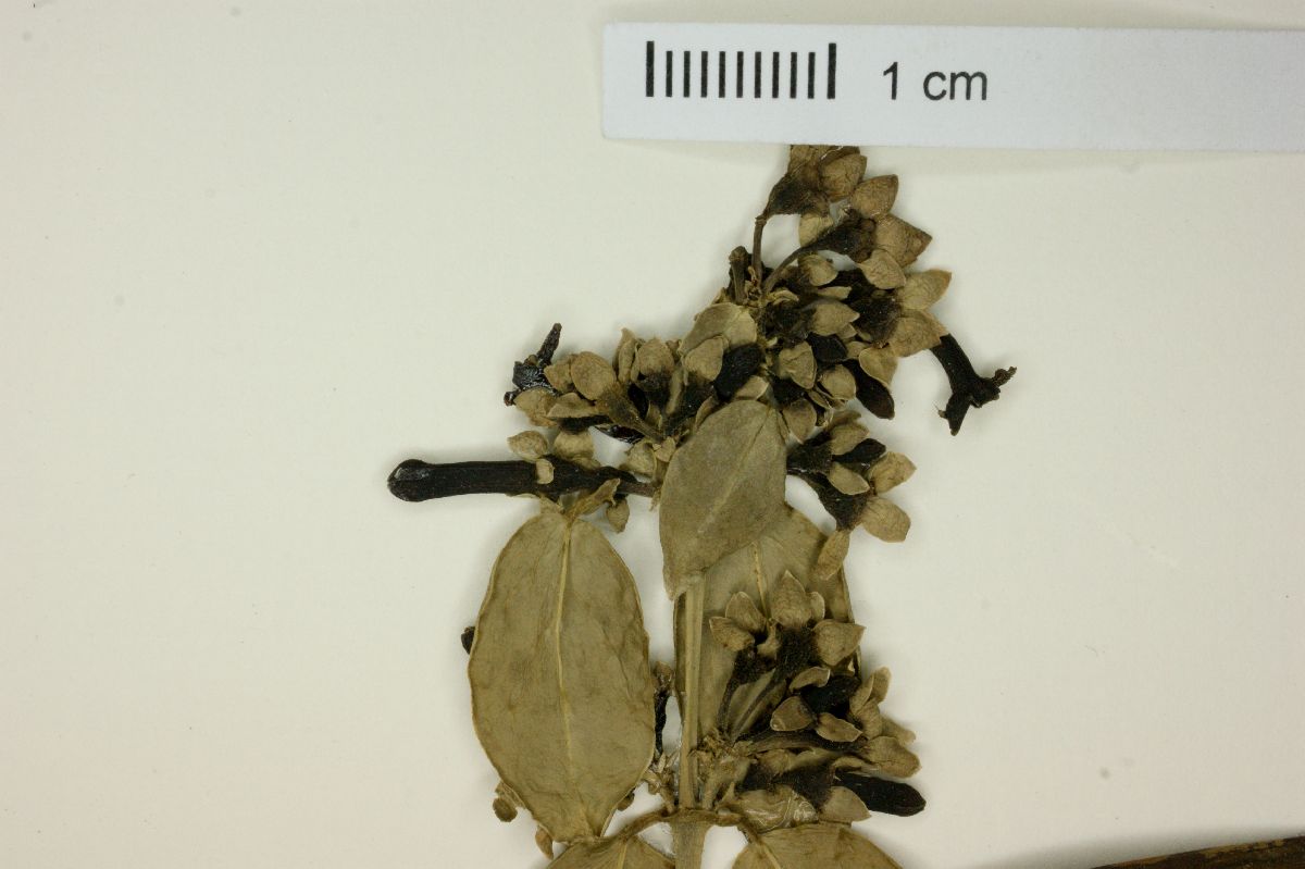 Manettia mitis image