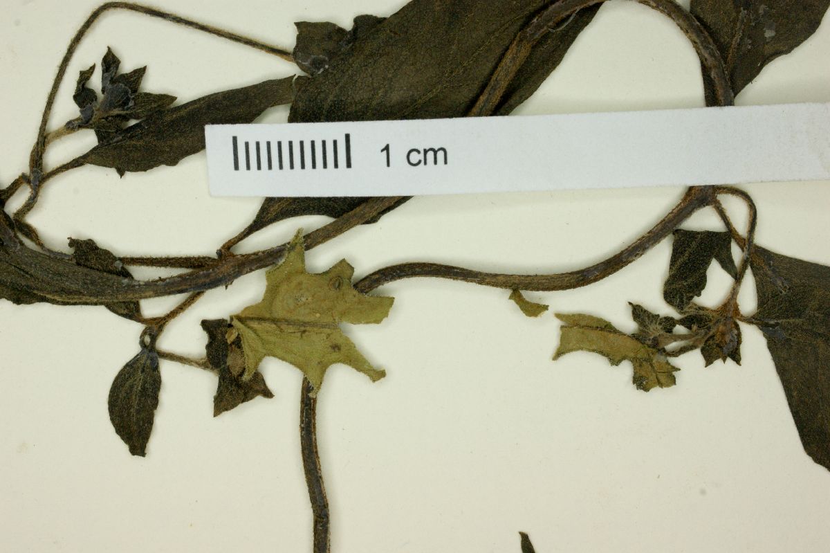 Manettia rojasiana image