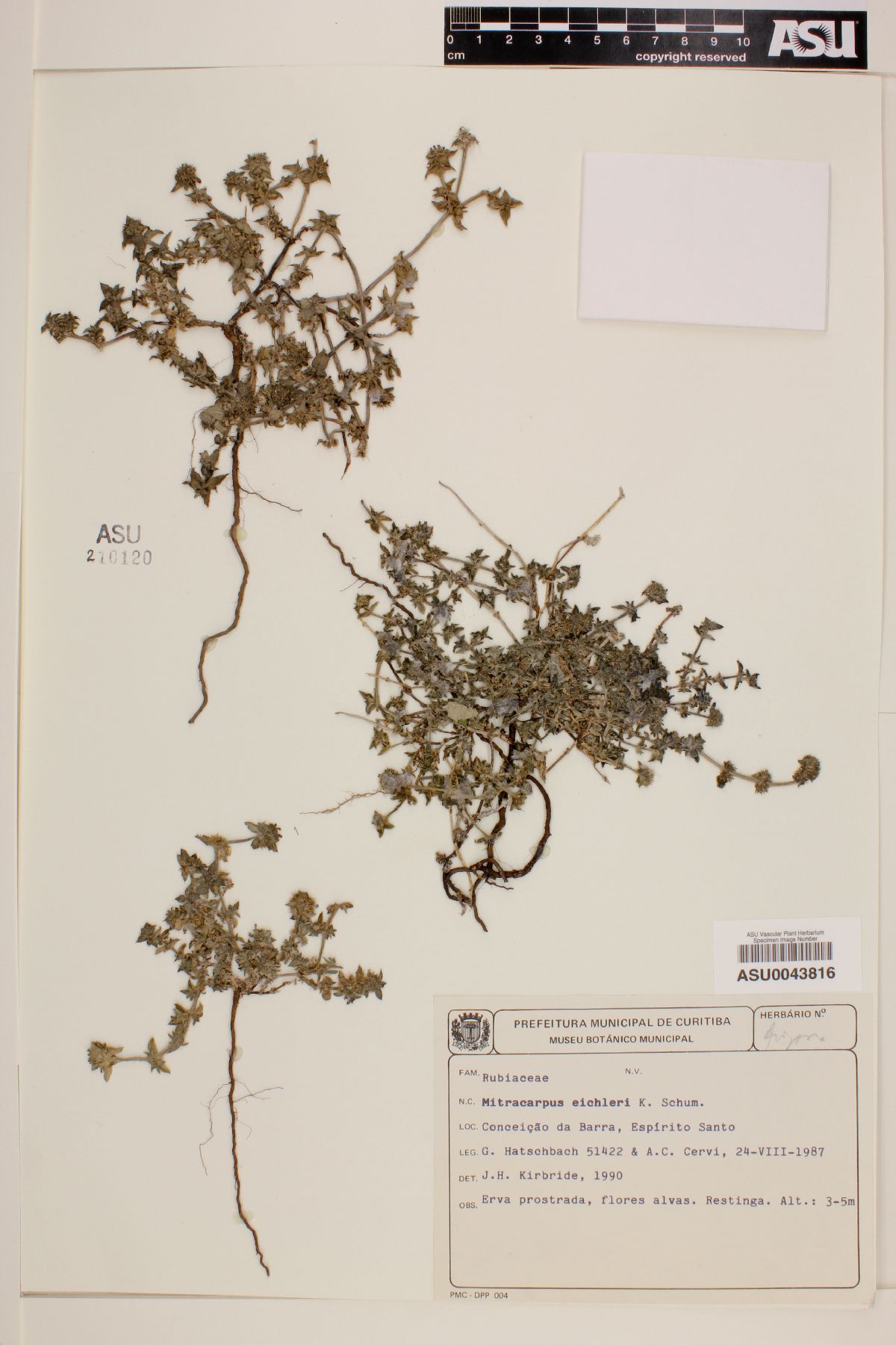 Mitracarpus eichleri image