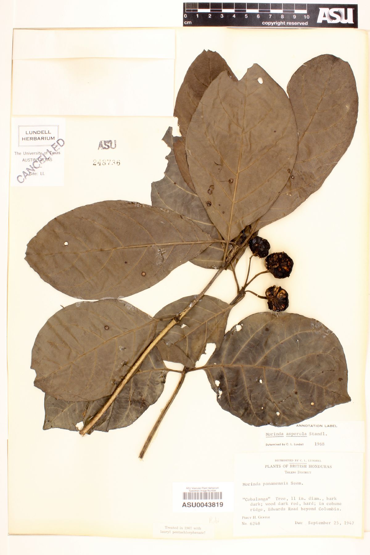 Morinda asperula image