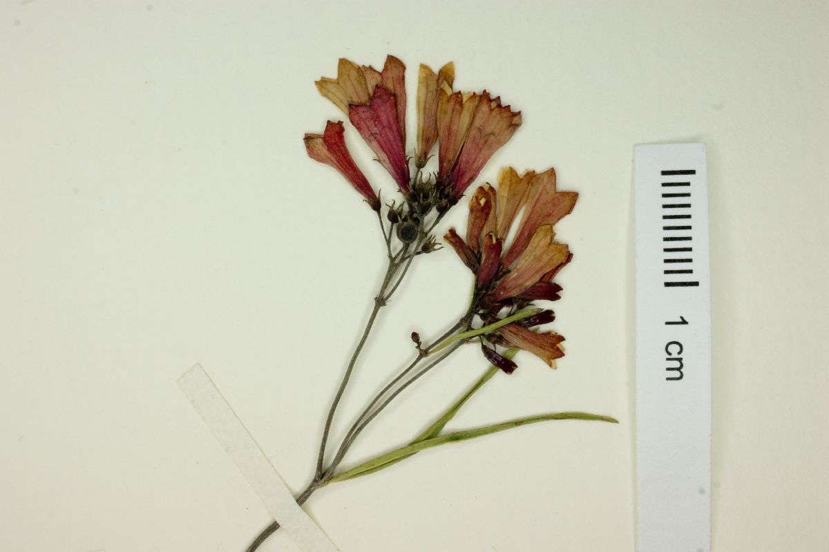 Bouvardia xestosperma image