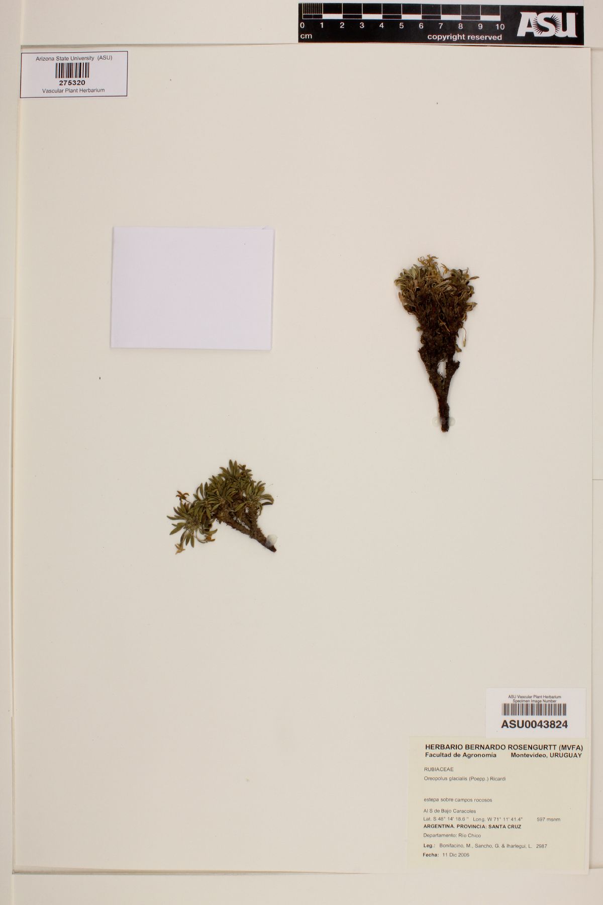 Oreopolus image