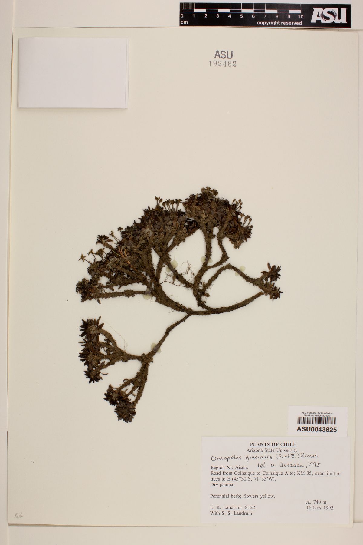 Oreopolus glacialis image