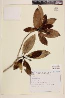 Media resource of Pagamea harleyi