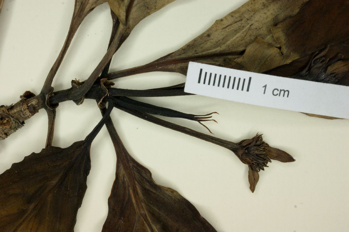 Pagamea harleyi image