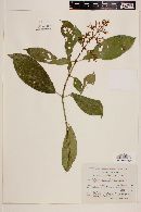 Psychotria galeottiana image
