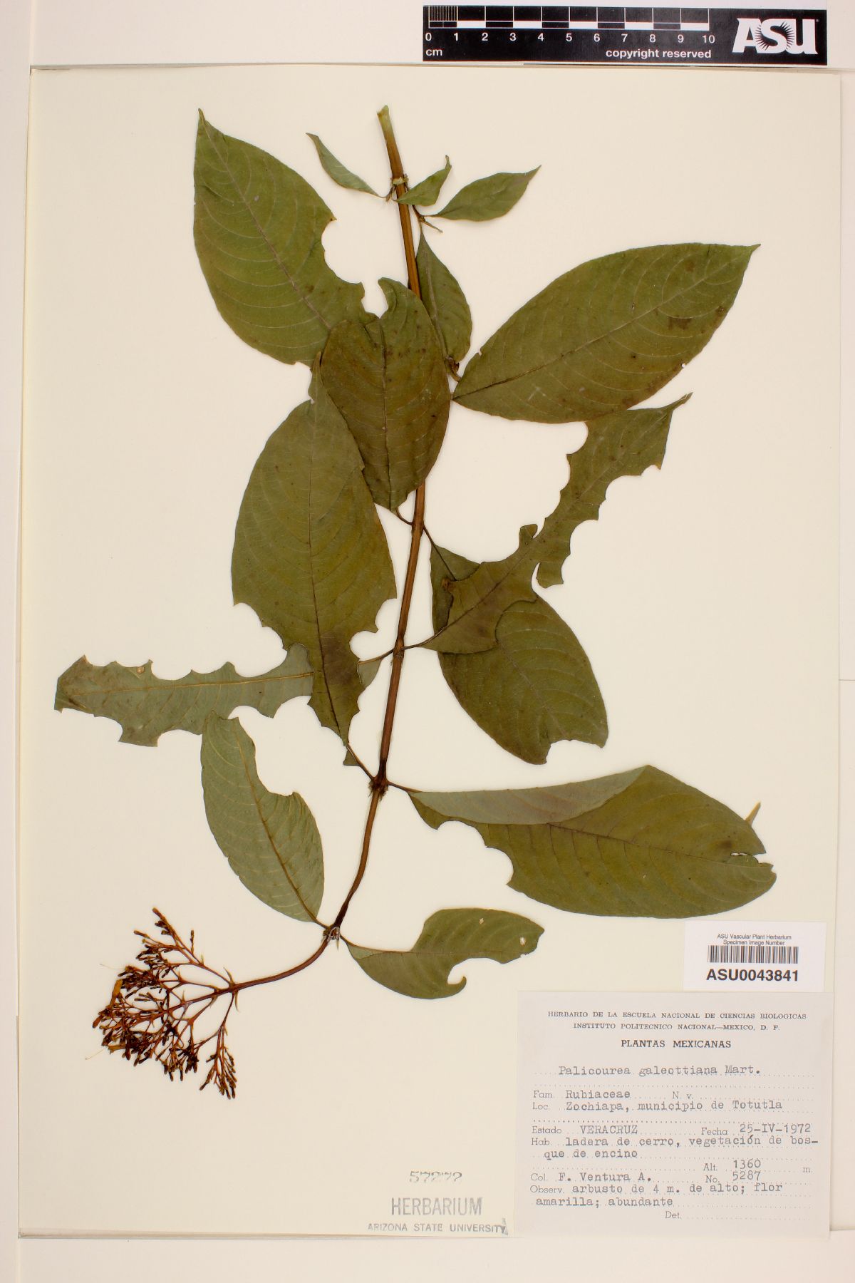 Psychotria galeottiana image