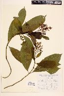 Psychotria galeottiana image