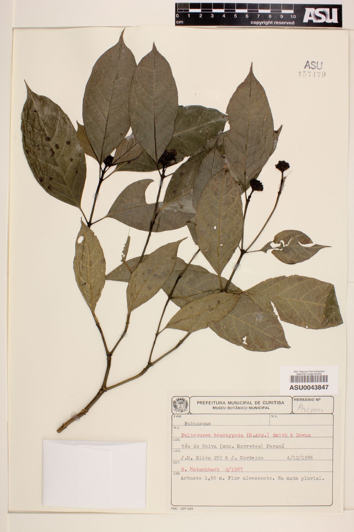 Psychotria brachypoda image