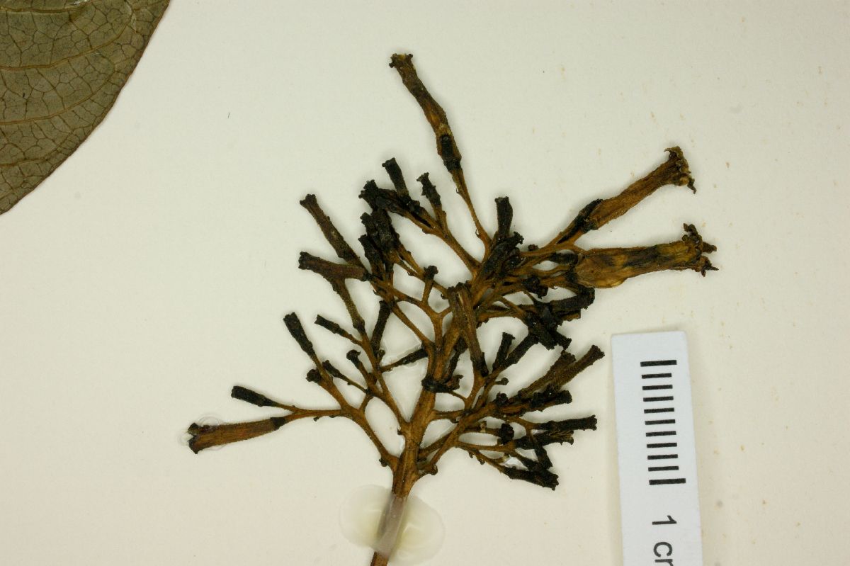 Uragoga longipedunculata image