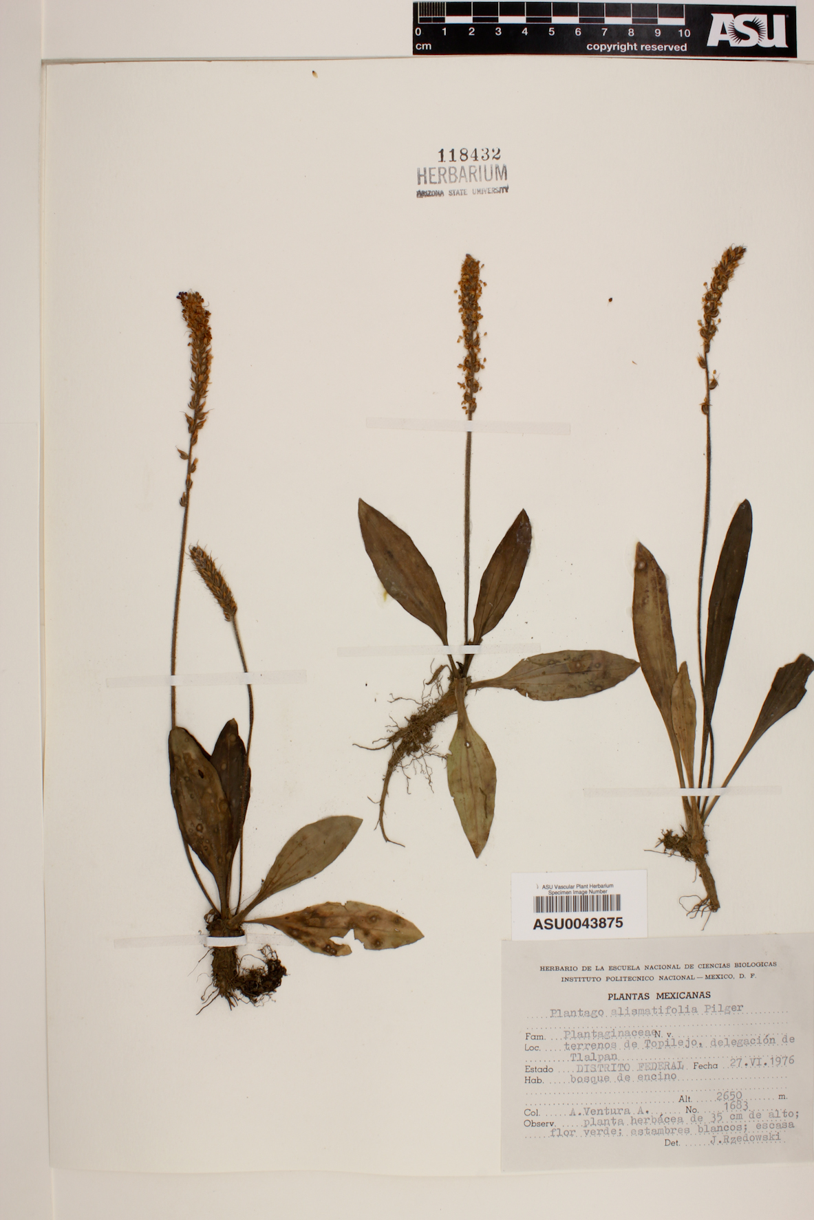 Plantago alismatifolia image